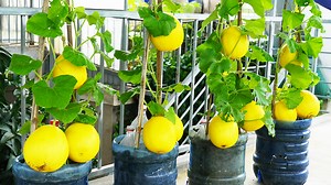 3.8K views · 100 reactions | Maximize Your Garden Space Plastic Containers for Fresh, High-Yield Melons | Balcony Garden Ideas | Facebook