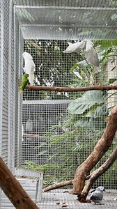 Flight life🦜 | Myko's Aviary