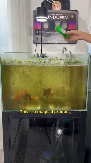 2.1K reactions · 108 shares |  Cloudy Fish Tank? Drop One Tablet and It Clears!  Try this one tablet: Drop it in and it immediately begins absorbing impurities, reducing buildup, and making the water noticeably clearer. ✨ No chemical smell, no harm to fish — safe for any home aquarium.  Cleaner, longer-lasting, and totally worry-free. All you need to do is — “drop one tablet.”  https://shorturl.at/uPYa2 | Ethel Online | Facebook