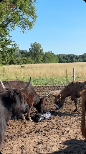 I finally caught one of our births this calving season, and glad I did because this one almost called for intervention. 😬 Luna was not progressing as quickly as I would have liked and I was worried about an abnormal presentation. After almost 2 hours had passed, I had called my vet, gotten a pep talk from @bb_cattleco and was preparing things to bring Luna in and reposition the calf. I turned around for literally 10 seconds to move a gate, and when I turned around - the calf was on the ground. 