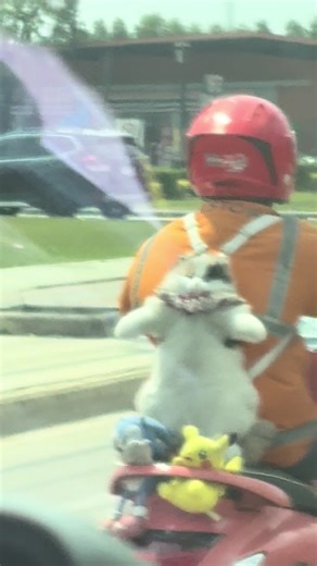 #แมว #cat#kitty | cat bag