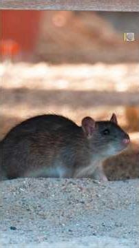 Keep rats out of your house with these tips