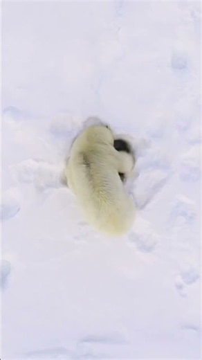 The life of a Polar Bear in the Arctic sea ice Their natural habitat rests far in the North A
