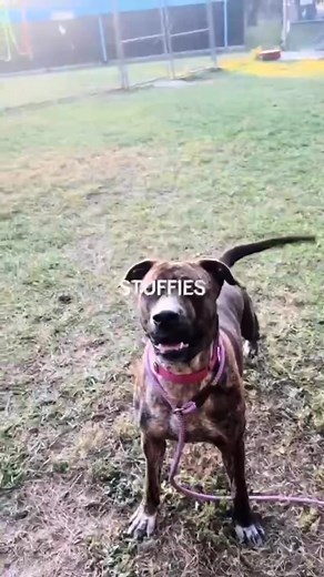 Hernando County Animal Control's Friends on Reels