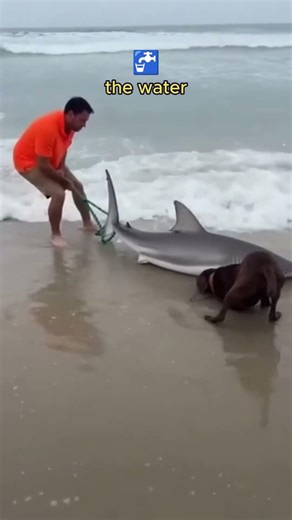 Shark stranded in beach. A brave man tries to help the animal and to pull it back into the water.