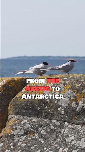 The Arctic Tern Travels Farther Than Any Animal on Earth