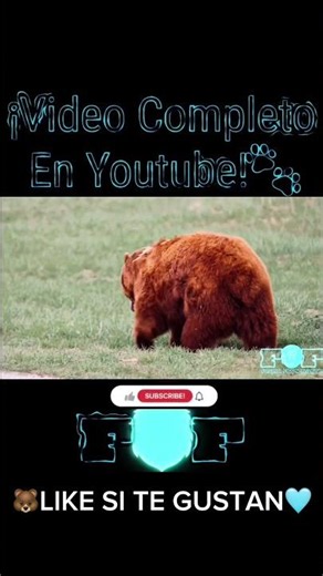 🐻 El gigante silencioso del bosque