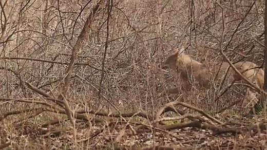 Watch a coyote chase deer through Ojibway Park