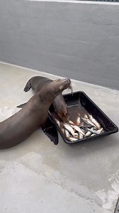 3K views · 24 reactions | Channel Islands Harbor on Reels | Facebook