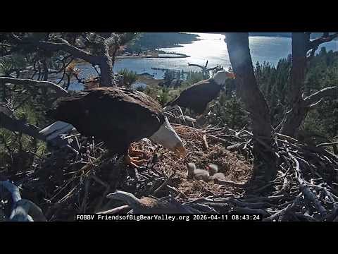 4-11-2026 Fuzzy Beginnings