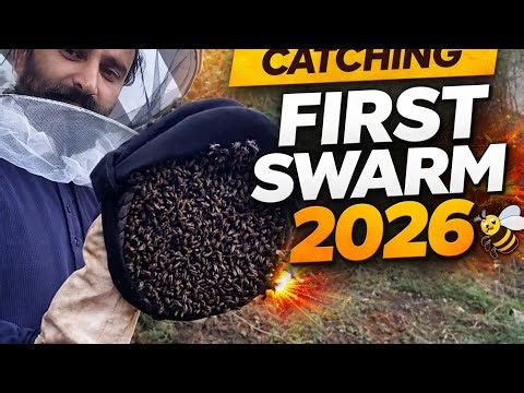 BeeKeeping 2026 in kashmir, My First swarm of this year, catching and setteling in box