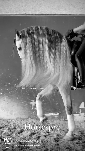 Fairytale fantasy 🦄🧚✨ #horsespre #fyp #horses #spanishorse