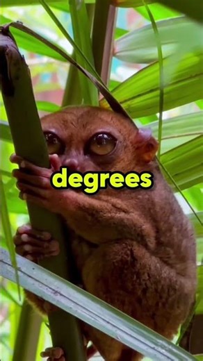 The only animal with eyes bigger than its brain... and they don't move. 👁️🚫