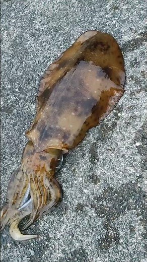 死にアジ！#激アツ#ヤエン#アオリイカ#エギング#福井釣り #20260611