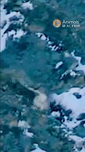Snow Leopard catches a Goat and Drops off a Cliff #animals #wildlife #shorts
