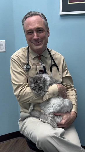 Today Dr. Danielson is with Caring Paws patient Fluffy to talk to you about Solensia for arthritis and mobility in older cats. Is your senior kitty having trouble getting around? Give us a call at 813-723-7297. #veterinarian #solensia #seniorcats #caringpawsanimalhospital #drdanielson