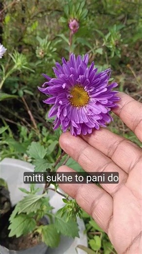 #aster #care tips of aster