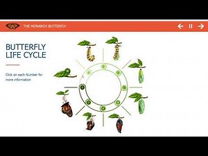 ELearning example - Click and reveal interaction on butterflies