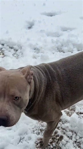 First time seeing snow #funnyvideo #funny #funnydog #funnypet #dogvideos