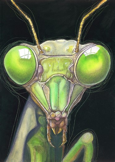 Praying Mantis Portrait Art Print: Insect Lover Wall Decor (A3, A4, A5).mounted or Unmounted - Etsy