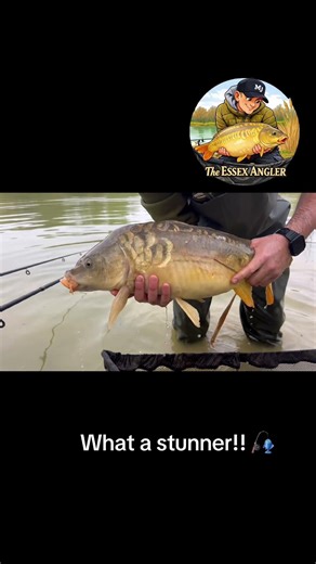 Beautiful creatures @KordaTV @fox_international @TrakkerTV @totalcarpmagazine @carpologytv