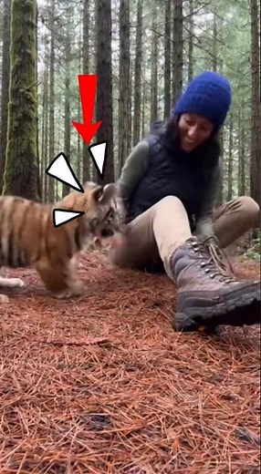 Baby Tiger Cub Walks to Woman & ROARS — The Most Heartwarming Wild Moment Ever 🐯❤️#wildlife