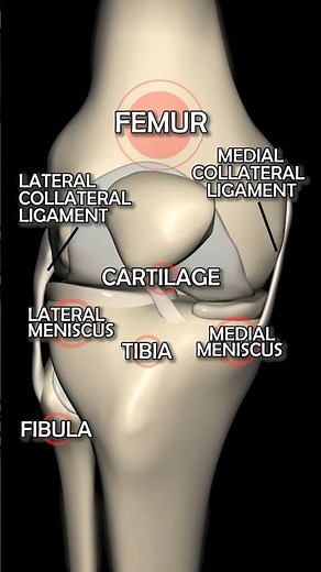 A Visual Breakdown of Knee Joint Anatomy: From Bones to Ligaments
