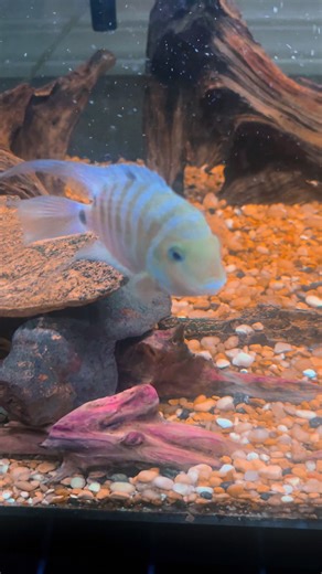 Stunning Convict Cichlid: A Complete Care Guide