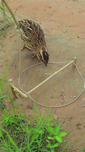 Too easy quail trap diy #shortvideo #ytshorts #youtube