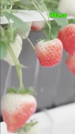 Revolutionizing Fruit Harvesting: AI-Powered Robotic Pickers