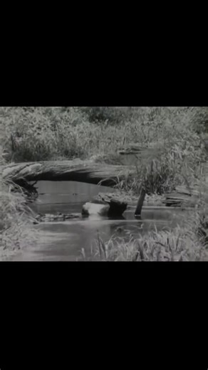 The Delta doesn’t just grow cotton. It grows sound. Fred McDowell carried the weight of Mississippi in his voice. That raw, unpolished blues shaped the mood and rhythm behind Songs of the Red Delta. The sorrow. The endurance. The quiet strength. This is the sound of the land my story was born from. #DeltaBlues #SouthernGothic #MississippiDelta #BluesHistory #IndieAuthor