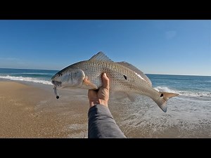 Redfish in the Surf! | North Carolina Surf Fishing for Red Drum