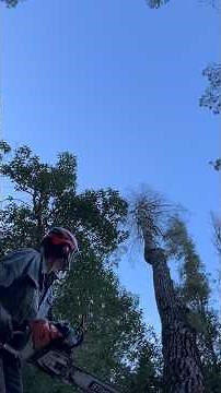 Just another day doing TREE WORK