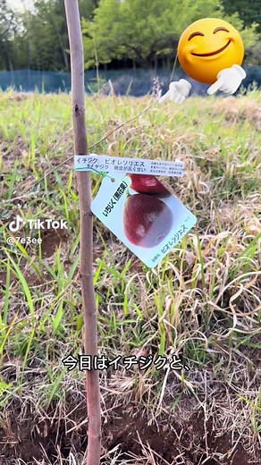 今回植えたのは、大好きなイチジクと 「森のカスタード」とも呼ばれる珍しいポポーを3種類。 もちろん、ここでの栽培はすべて無農薬。 土作りからこだわったこの場所で、どんな風に育ってくれるか 今からワクワクが止まりません！✨ #農業 #無農薬栽培 #イチジク #ポポー #幻のフルーツポポー