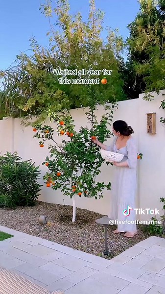 Born and raised in Iowa and moved to Arizona for this 🧡 My mini tango mandarin tree did so well this year!