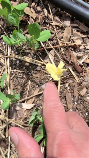 Albino Pea Plant Growing With Normal Peas