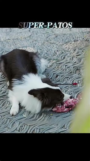 A Garota que Ajudou o General a Vencer