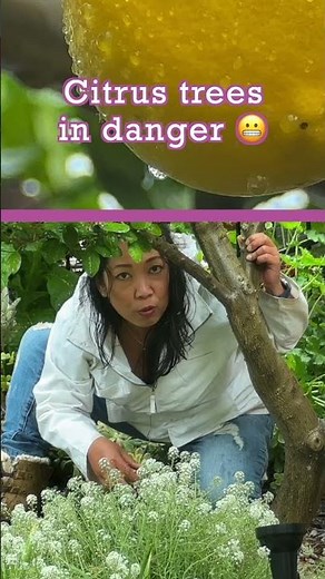 Protect Your Citrus From Greening Disease With This Tip 🍊