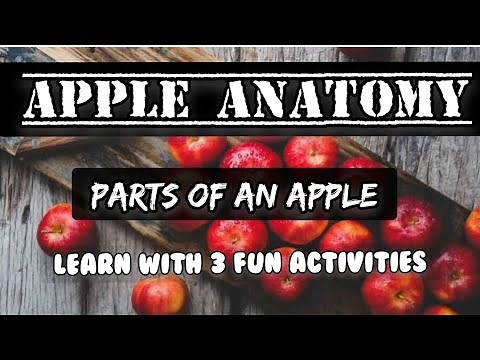 Apple Anatomy For Kids | Learn Parts Of An Apple With 3 Fun Activities | Apple parts
