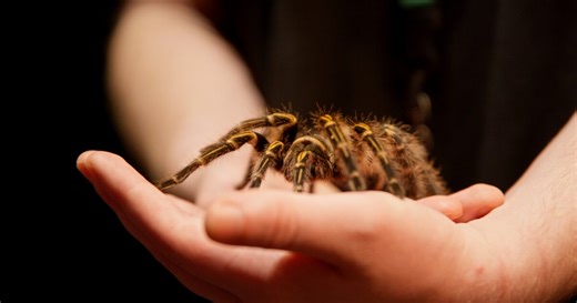 Get an up-close look at the Virginia Aquarium's newest exhibit, 'Survival of the Slowest'