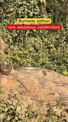 Constrictors wrap around its prey and suffocate it and swallow it #jungle #wildlife #python #shorts