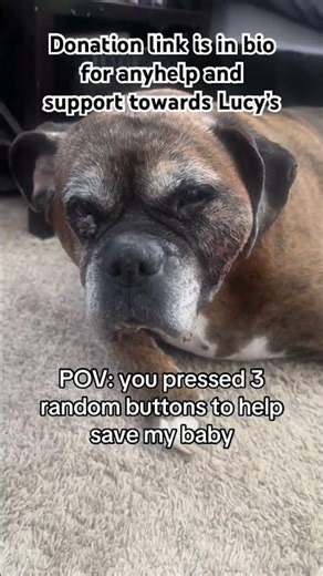 Lucy has been diagnosed with fibrosarcoma. Please help pray and help donate to my baby's GoFundMe.