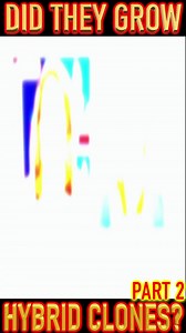 DID THEY GROW HYBRID CLONES? PT2 #CRUMBTV WATCH FULL VIDEO ON YOUTUBE: https://youtu.be/svpLrC5D6dc | Crumb TV