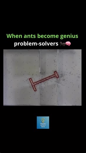 Smart Asset Way | That time researchers from the University of Sheffield ran a remarkable experiment with ants to explore how they solve complex challenges... | Instagram