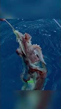 ¡Gigantescos Calamares Atrajeron a un Enorme Pez Espada! Increíble Captura en Alta Mar#shortsvideo