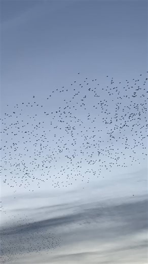 Har du hørt om Sort Sol? 🐦‍⬛ Et helt særligt naturfænomen du bare må opleve! Men du skal skynde dig, for det kan kun opleves i september og oktober 🌅 Kom med på en guidet tur med Sort Safari. Book en dato nu på truestory.dk 💜 Send videre til en, du gerne vil afsted med 💌 #sortsol #naturfænomen #hiddengem #nature #denmark #eventyr #oplevelser #roadtrip #experience #truestorydk #truestory #oplevsammen | Truestory - Oplevelser og oplevelsesgaver