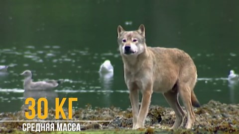 Meet the Coastal Wolves of Vancouver Island: Unique Ocean-Faring Predators You’ve Never Heard Of
