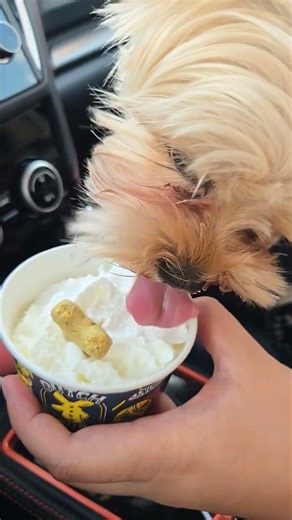 small dog shorkie first time at Dutch bros for a pup cup
