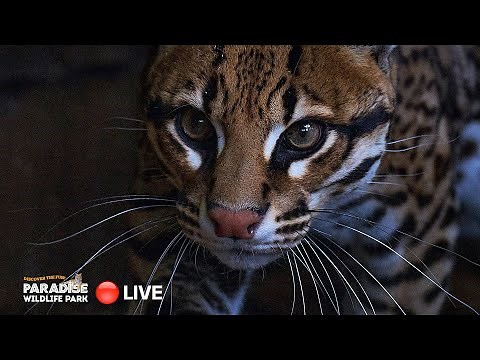 🔴 LIVE at the ZOO: Ocelot!