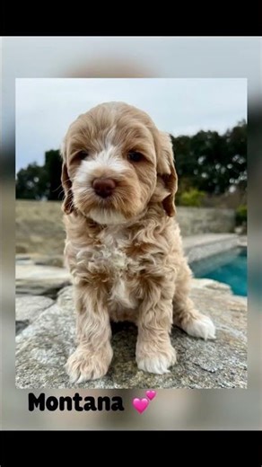 Mini multigenerational Labradoodle puppies, 6 weeks old.